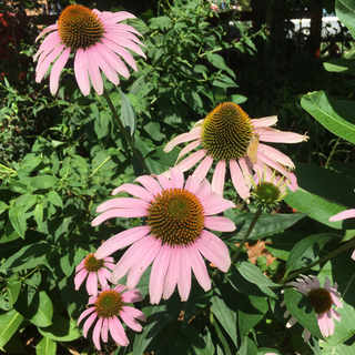 Purple Coneflower