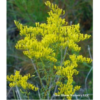 Sweet goldenrod