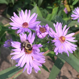 New England Aster