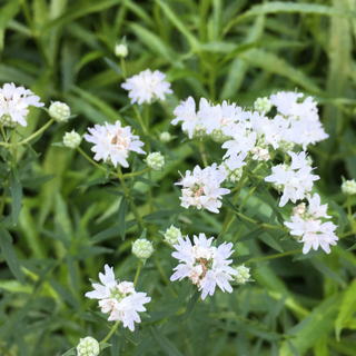 Slender Mountain Mint