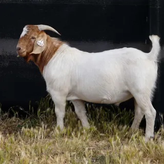 Whole Baby Goat