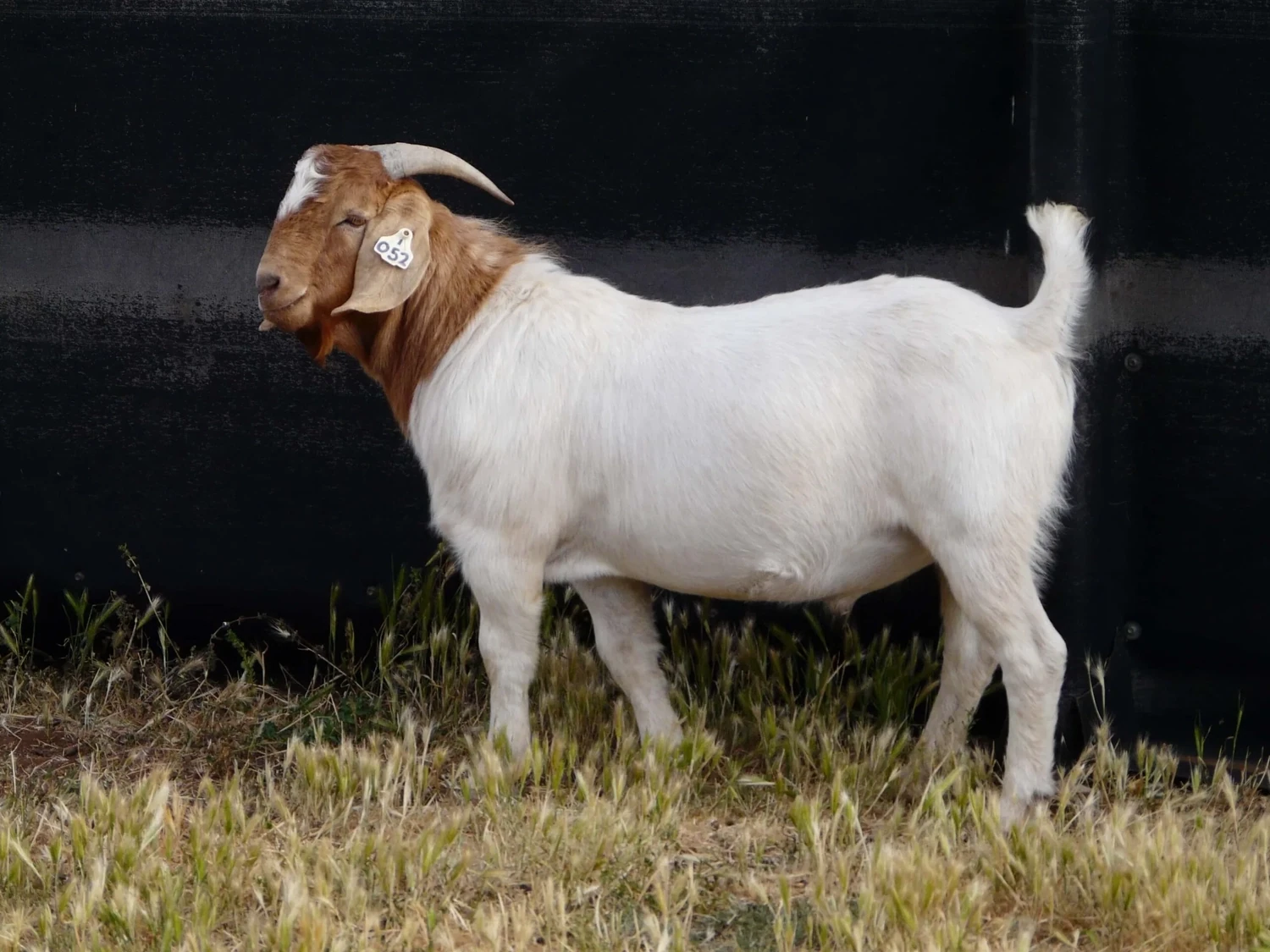 Whole Baby Goat Main Image