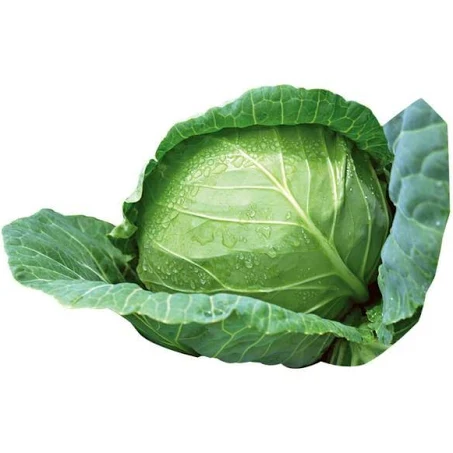 Cabbage