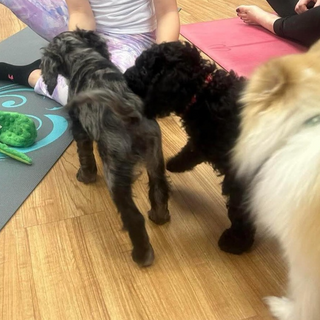 Puppy Yoga Session