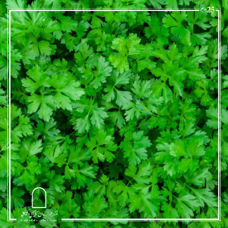 Parsley بقدونس Main Image