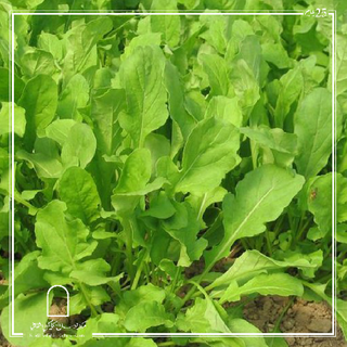 Arugula جرجير