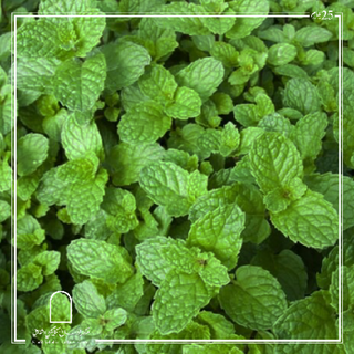 Mint نعنع