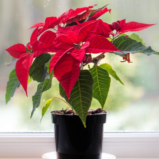 Poinsettias  $15
