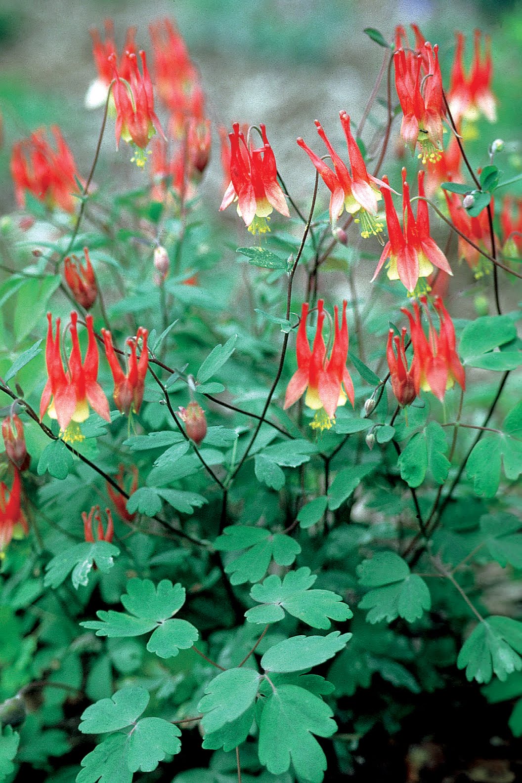 Columbine (Aquilegia canadensis) Main Image