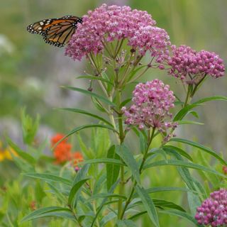 Poke Milkweed (Asclepias exaltata)