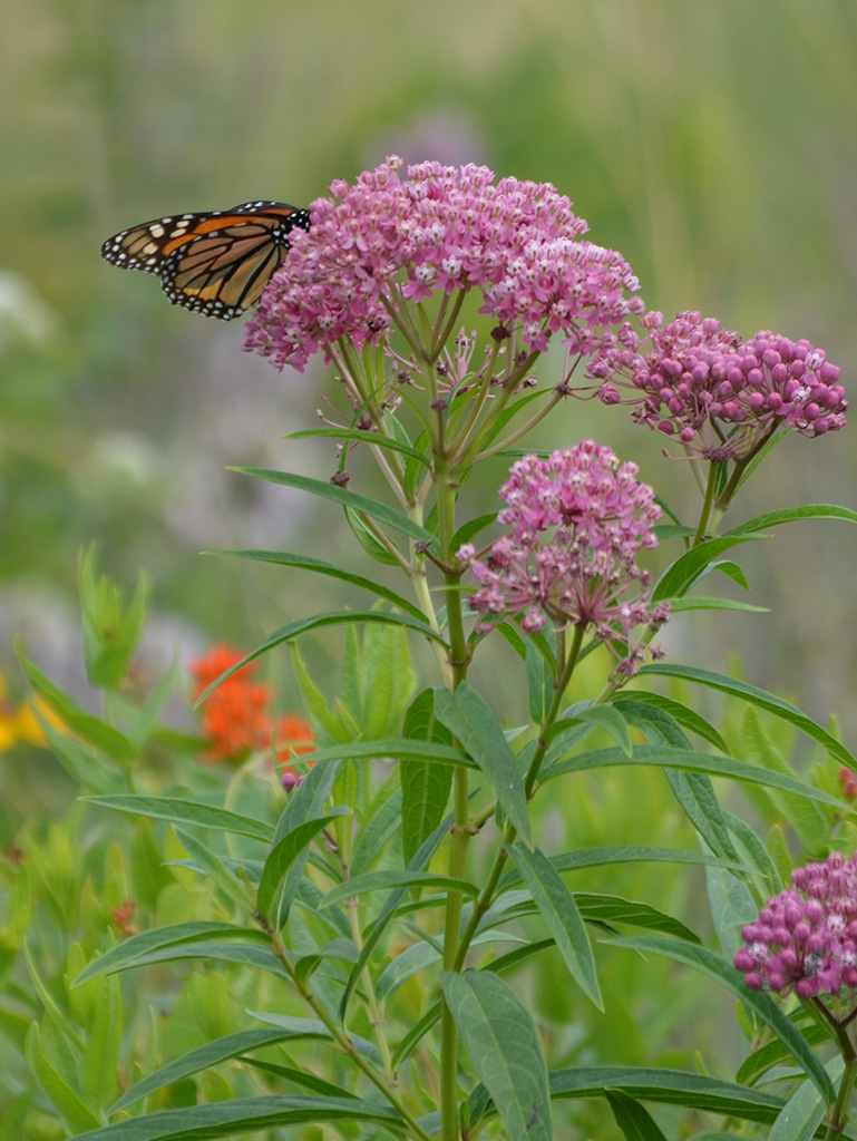 Poke Milkweed (Asclepias exaltata) Main Image