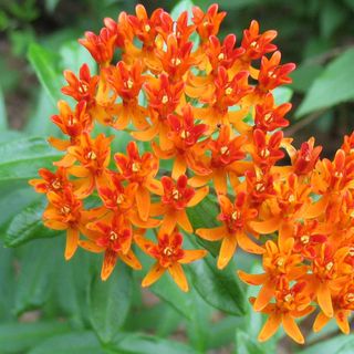 Butterfly Milkweed (Asclepias tuberosa)