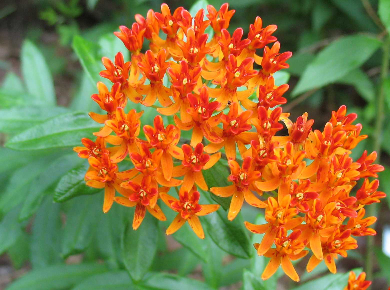 Butterfly Milkweed (Asclepias tuberosa) Main Image