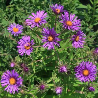 New England Aster (Symphyotrichum novae-angliae)