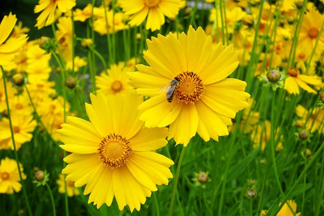 Lanceleaf Coreopsis (Coreopsis lanceolata) Main Image