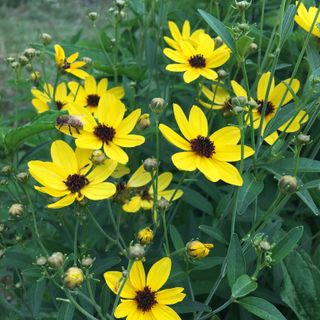 Tall Coreopsis (Coreopsis tripteris)