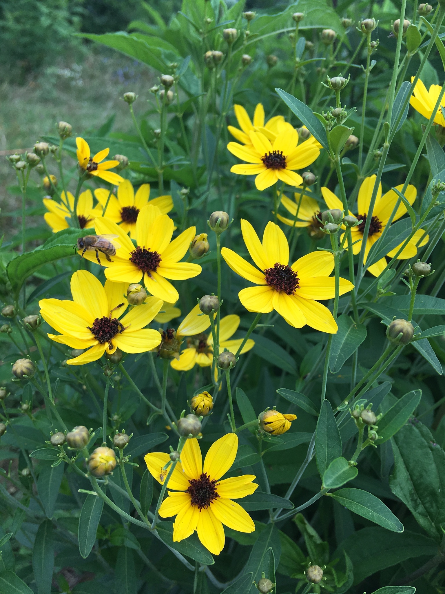 Tall Coreopsis (Coreopsis tripteris) Main Image