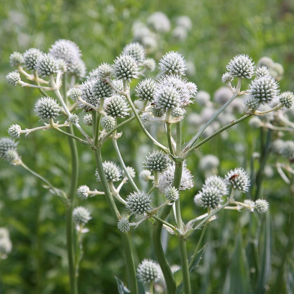 Rattlesnake Master (Eryngium yuccifolium) Main Image