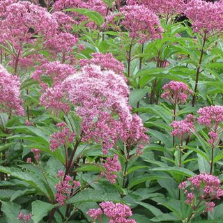 Joe Pye Weed (Eupatorium maculatum)