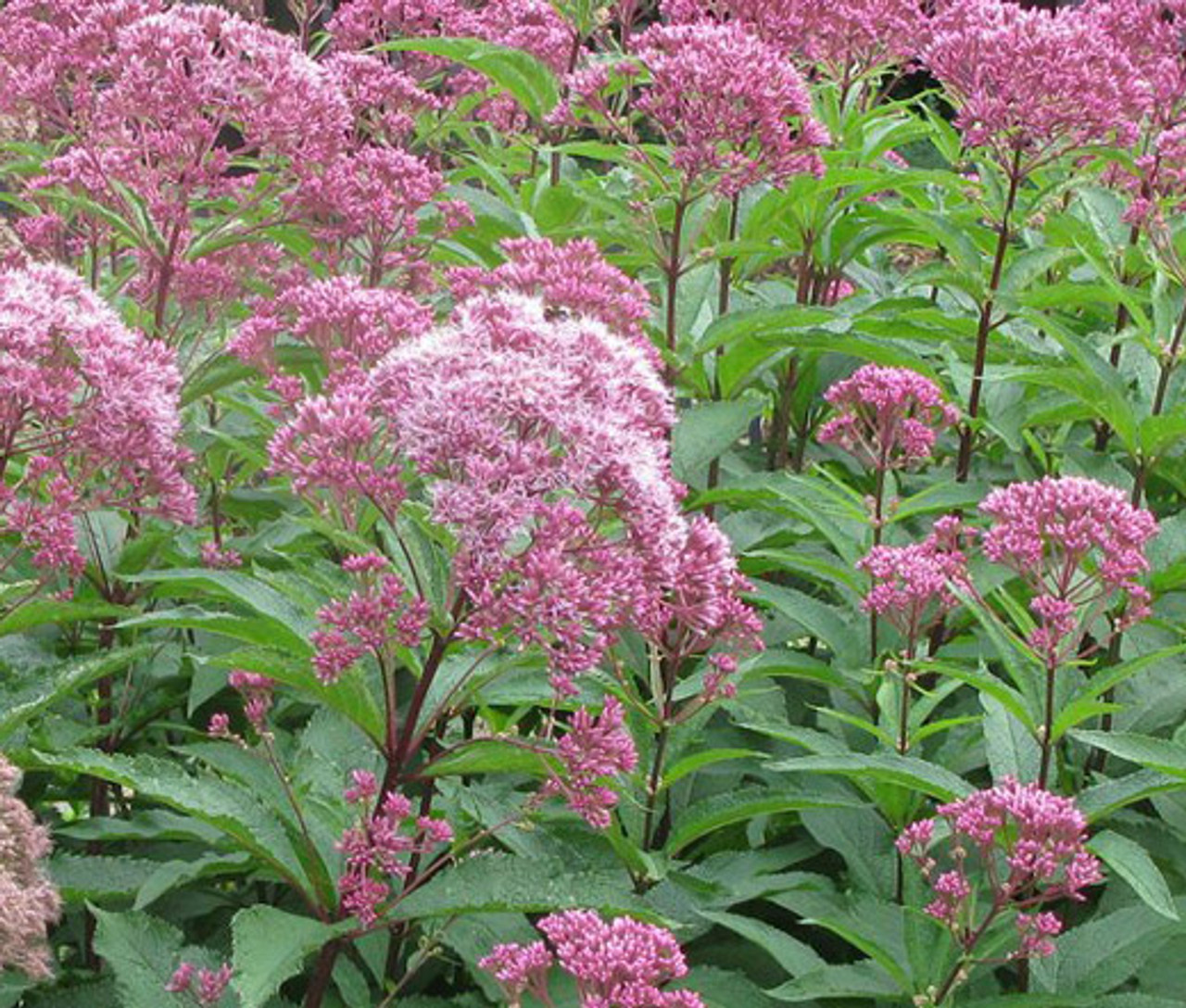 Joe Pye Weed (Eupatorium maculatum) Main Image