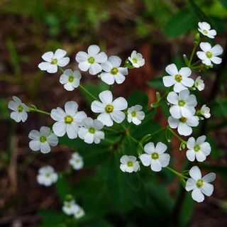 Flowering Spurge (Euphorbia corollata)