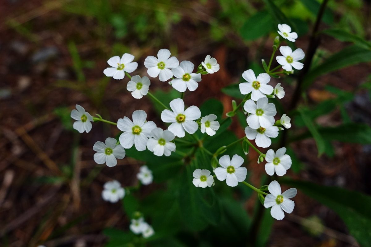 Flowering Spurge (Euphorbia corollata) Main Image