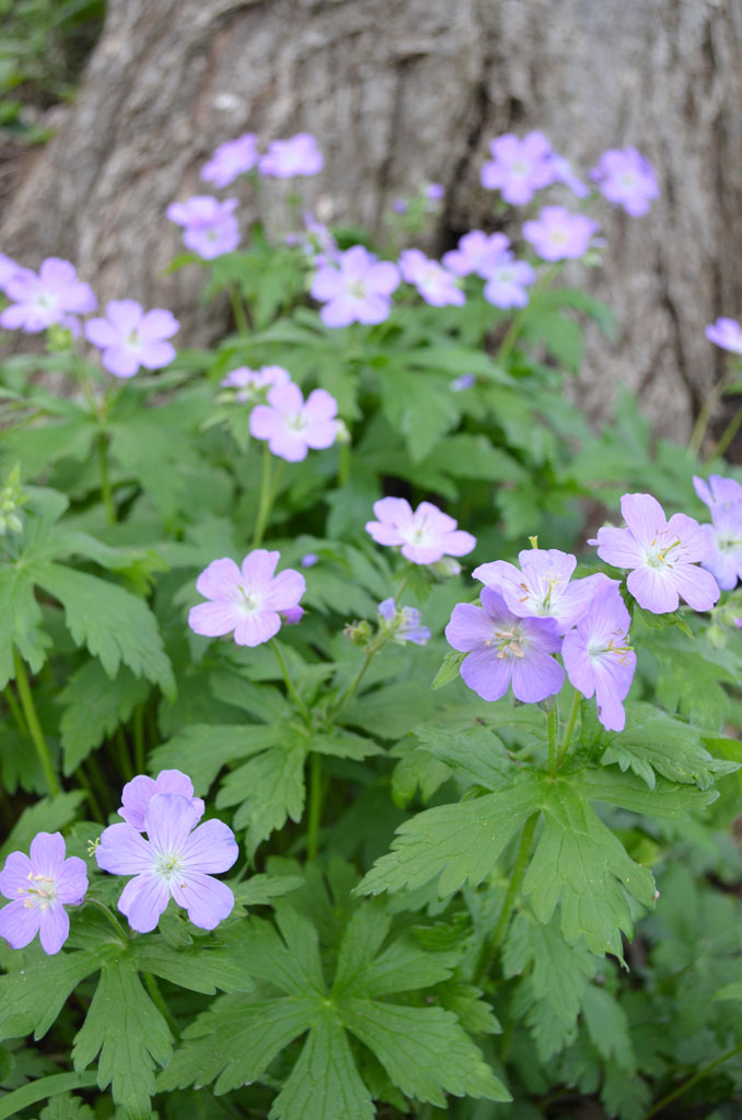 Wild Geranium (Geranium maculatum) Main Image