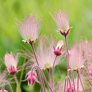 Prairie Smoke (Geum triflorum)