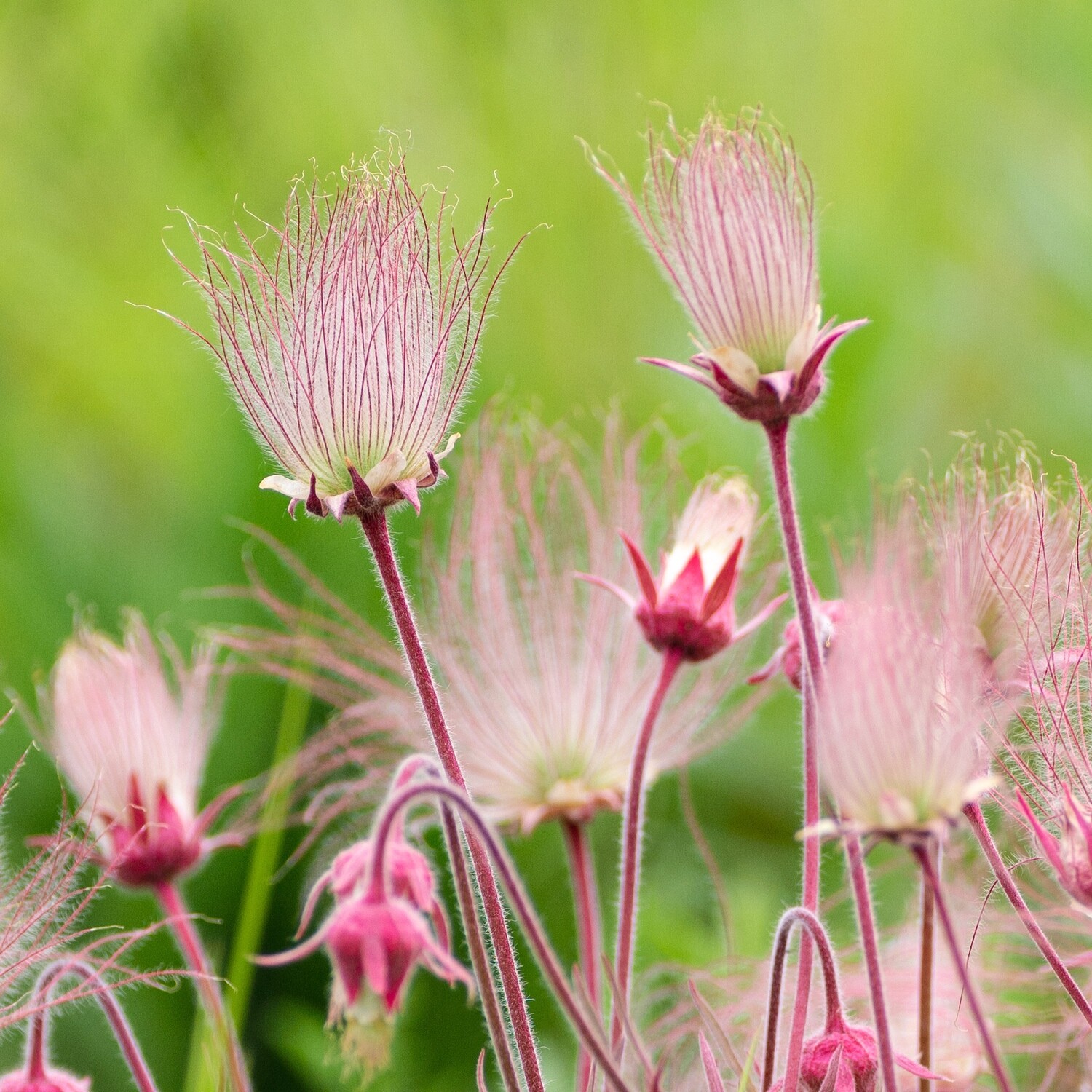 Prairie Smoke (Geum triflorum) Main Image