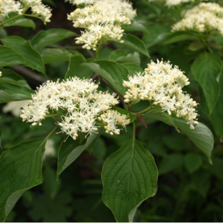 Pagoda Dogwood (Cornus alternifolia)