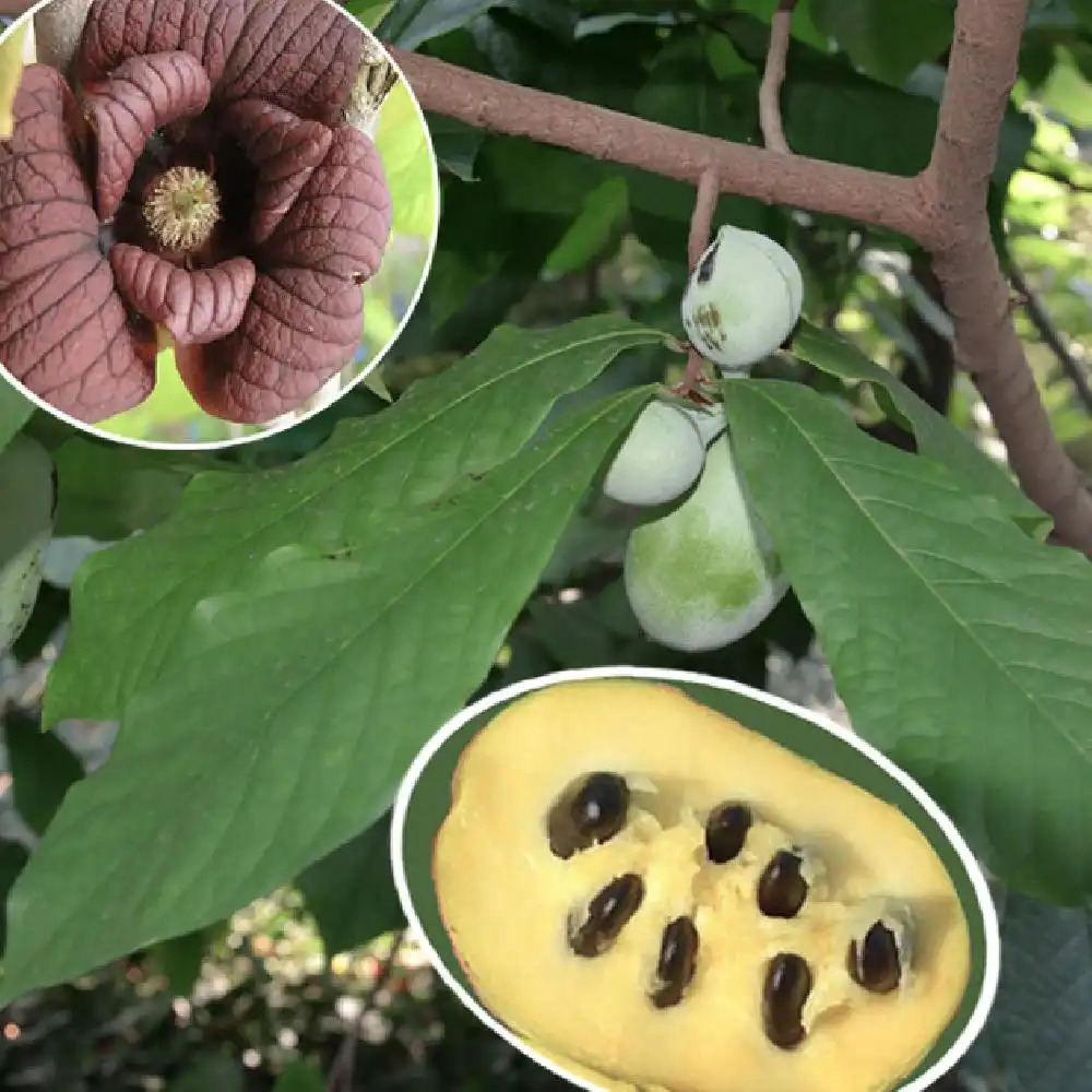 Pawpaw (Asimina triloba) Main Image