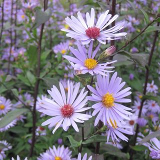 Smooth Blue Aster (Symphyotrichum laeve)