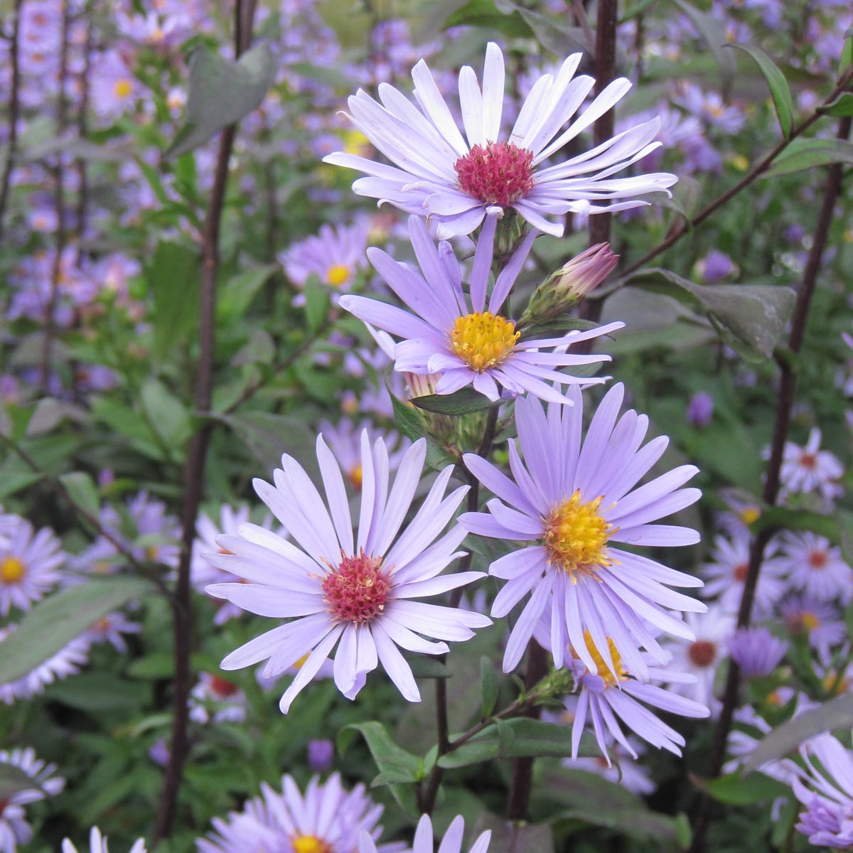 Smooth Blue Aster (Symphyotrichum laeve) Main Image