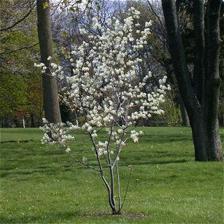 Serviceberry (Amelanchier sp.)