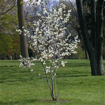 Serviceberry (Amelanchier sp.) Main Image