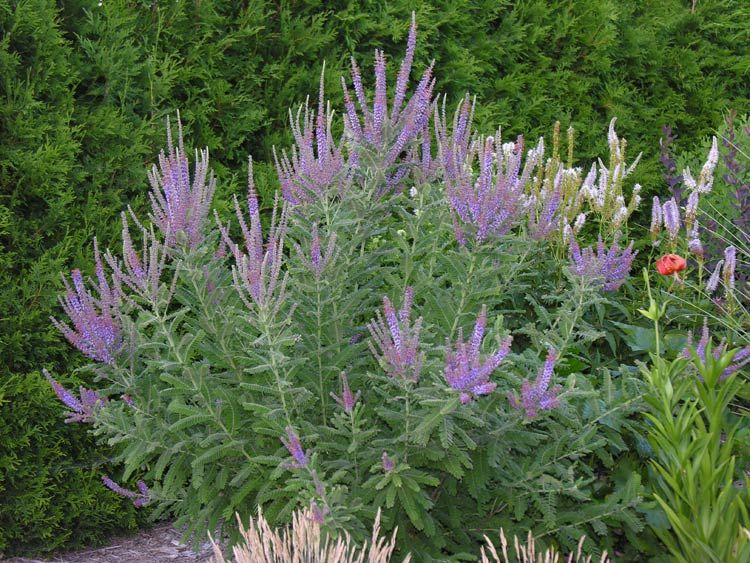 Lead Plant (Amorpha canescens) Main Image