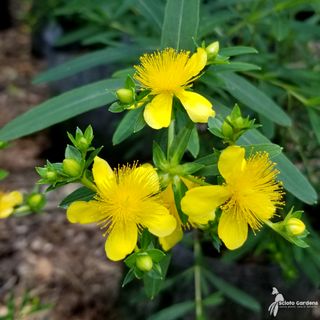 Kalm St. John's Wort (Hypericum kalmianum)