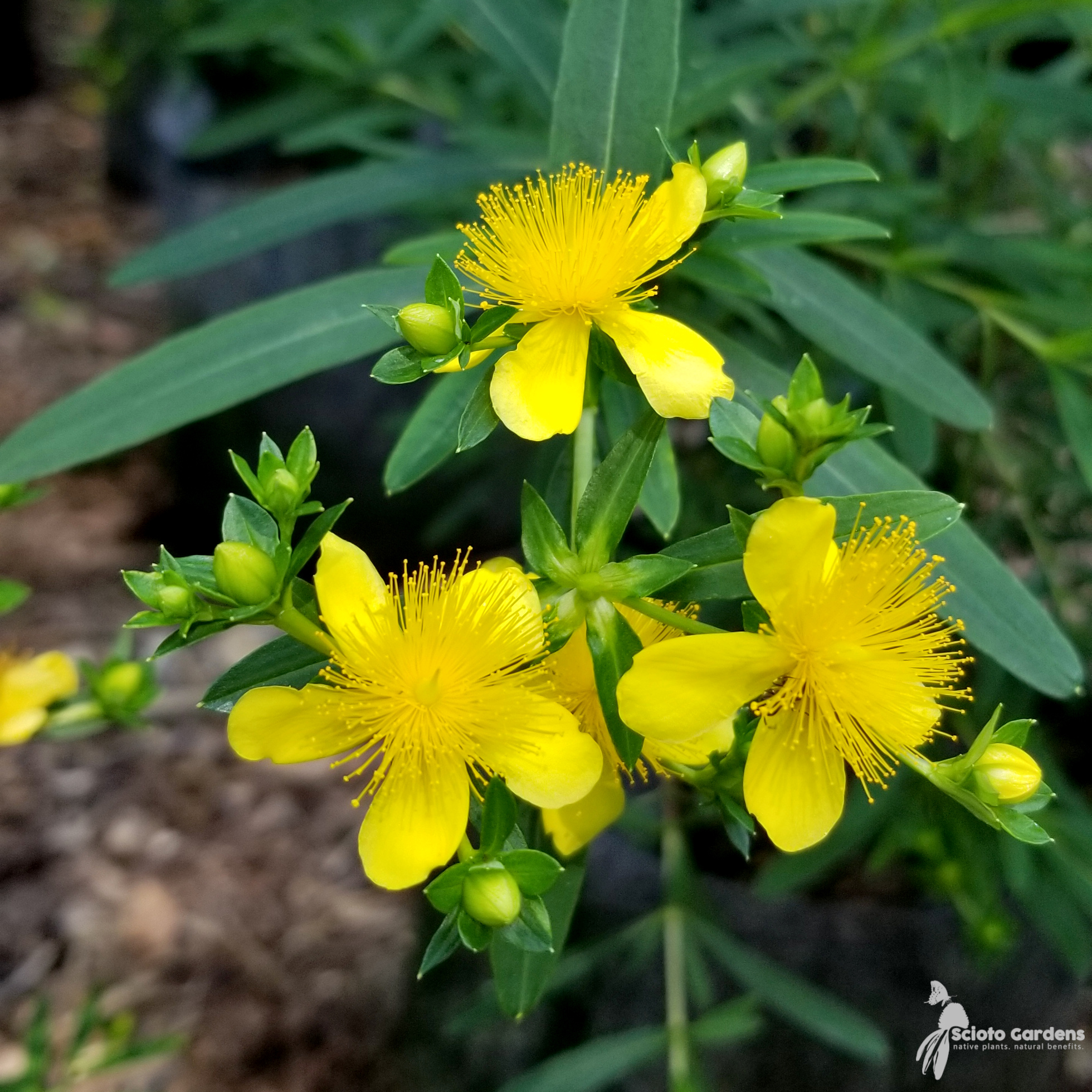 Kalm St. John's Wort (Hypericum kalmianum) Main Image