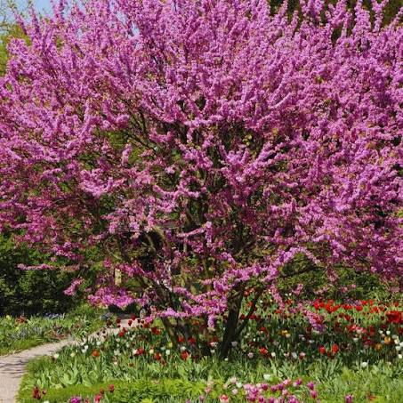 Eastern Redbud (Cercis canadensis)