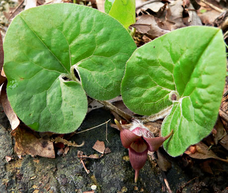 Wild Ginger (Asarum canadense) Main Image