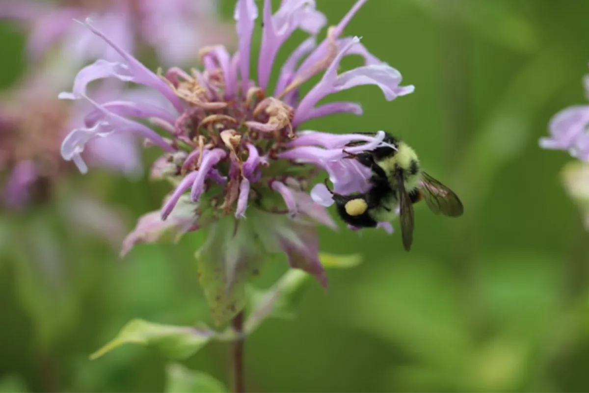 Kalamazoo Area Wild Ones 10th Annual Native Plant Sale