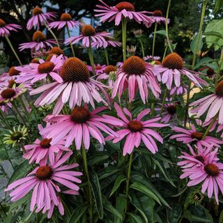 Purple Coneflower (Echinacea purpurea)