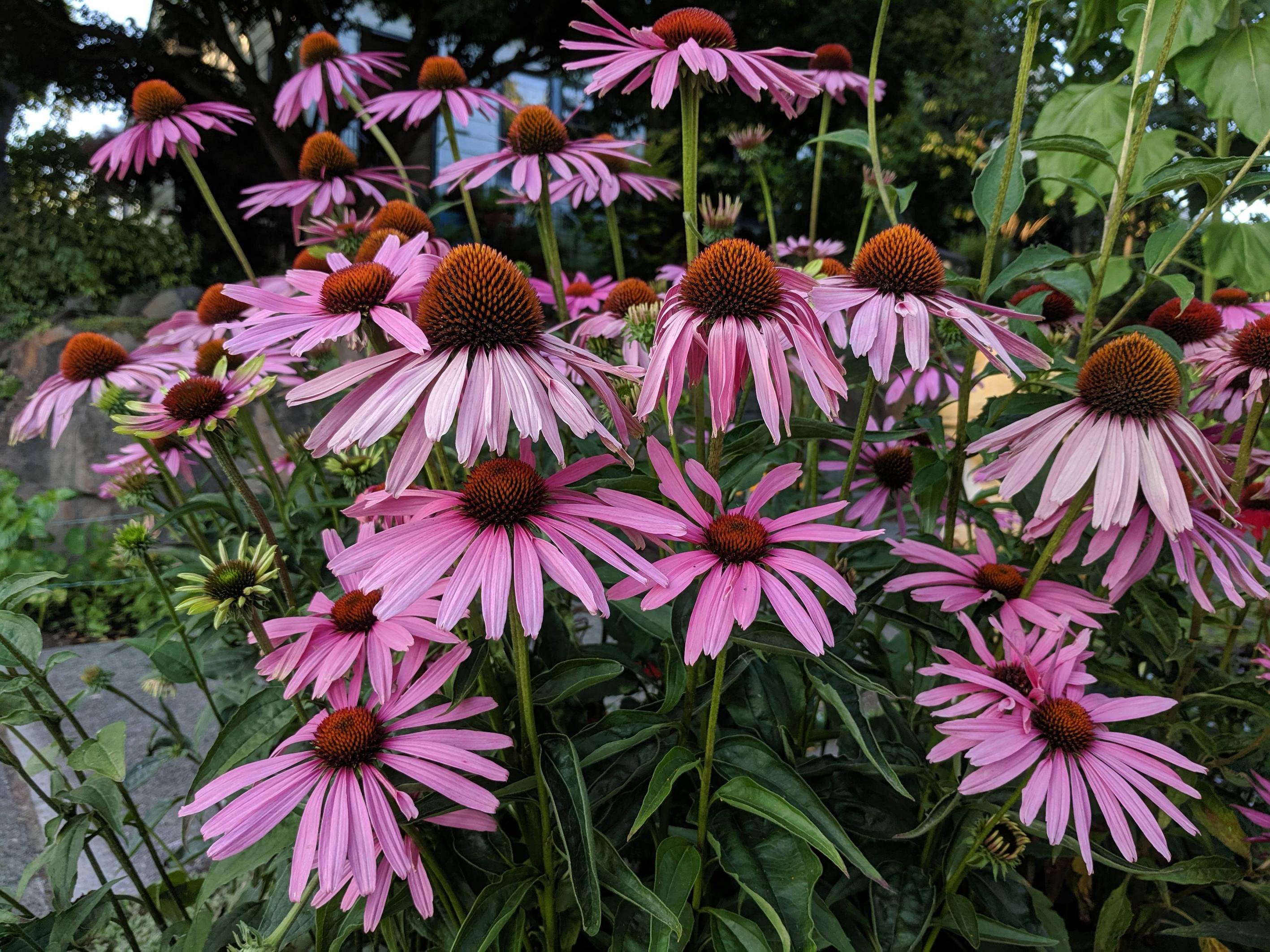 Purple Coneflower (Echinacea purpurea) Main Image