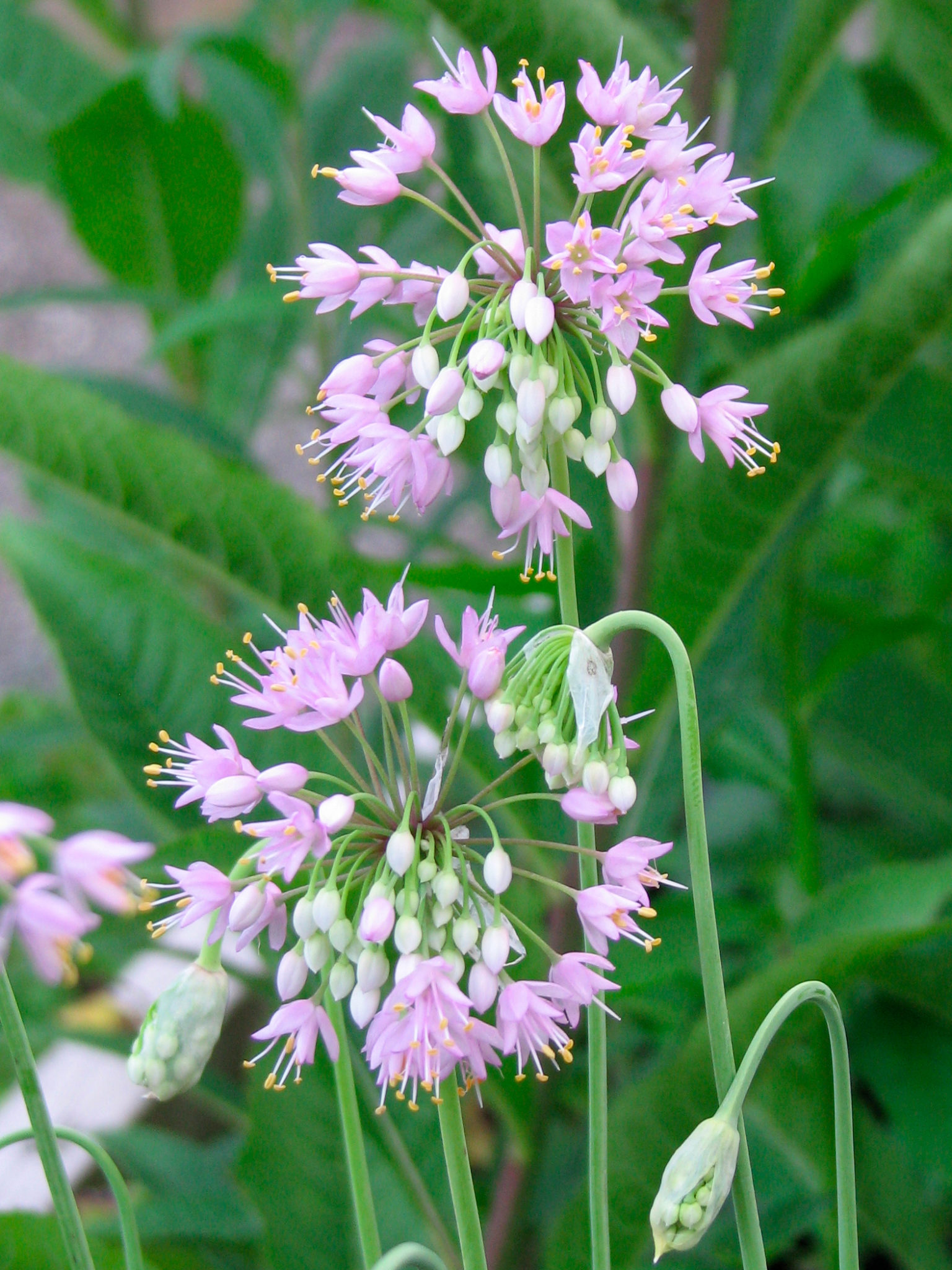 Nodding Wild Onion (Allium cernuum) Main Image