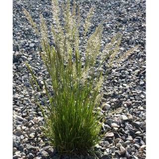 June Grass (Koeleria macrantha)