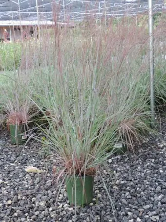 Little Bluestem (Schizachyrium scoparium)