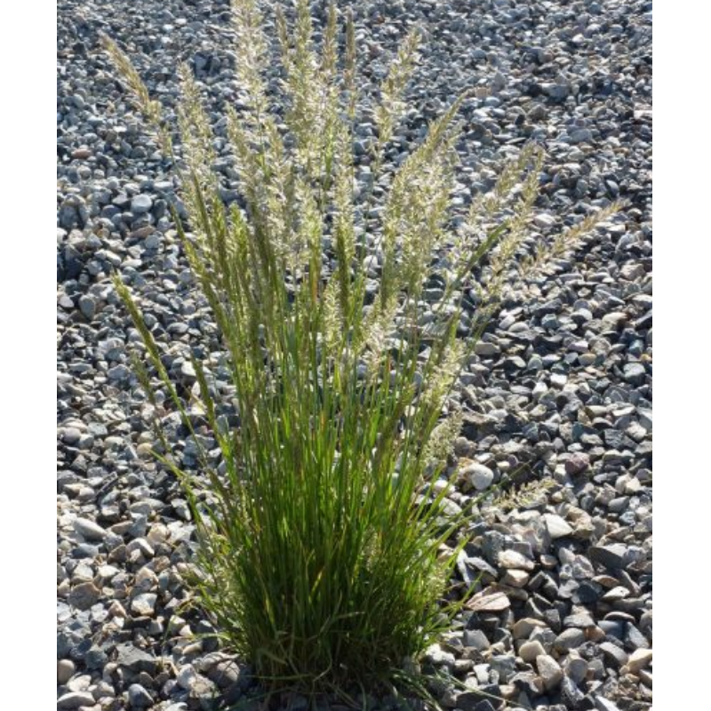 June Grass (Koeleria macrantha) Main Image