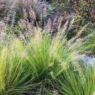 Prairie Dropseed (Sporobolus heterolepis)