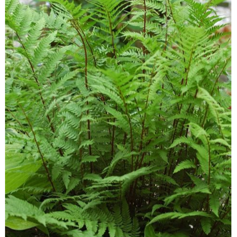 Lady Fern (Athyrium filix-femina)