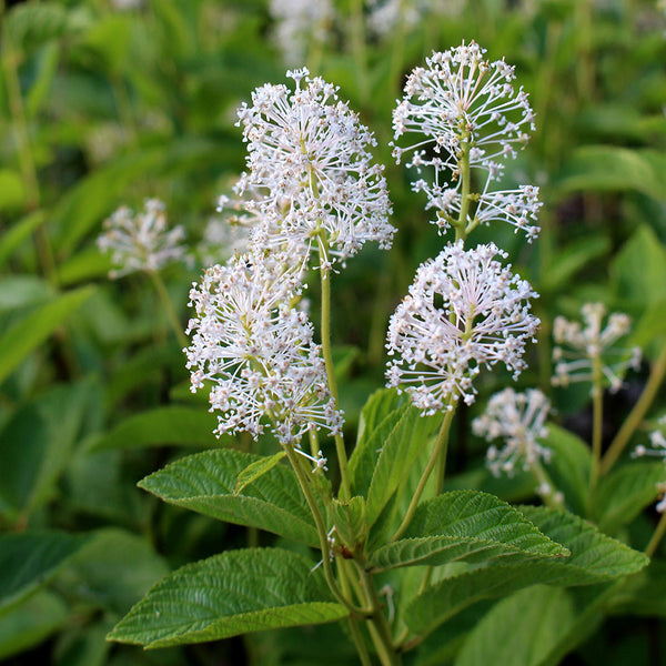 New Jersey Tea (Ceanothus americanus)  Main Image